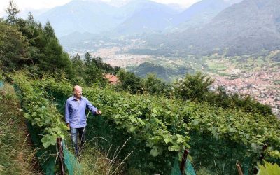 The restoration of ancient vineyards: yes in Valcamonica