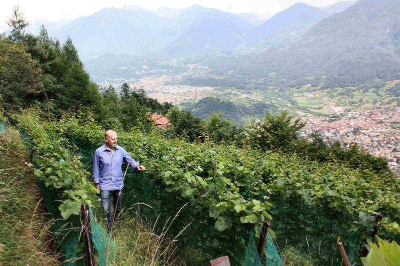 The restoration of ancient vineyards: yes in Valcamonica